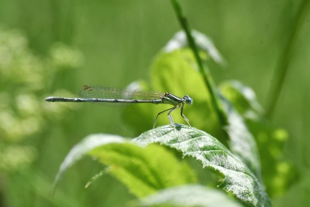 Platycnemis pennipes  - Giovanni Fontanesi