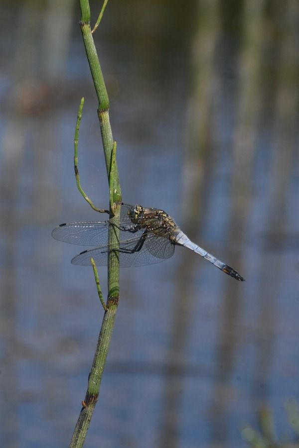Orthetrum cancellatum  - Giovanni Fontanesi