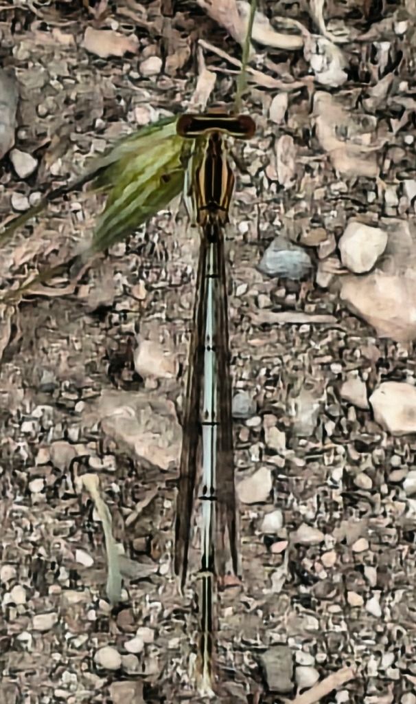 Platycnemis pennipes  - Carlo Ciani