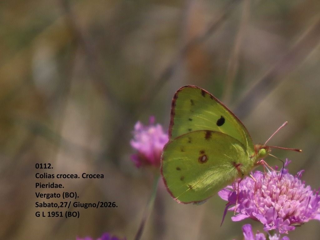 Colias crocea  - Giorgio Leoni