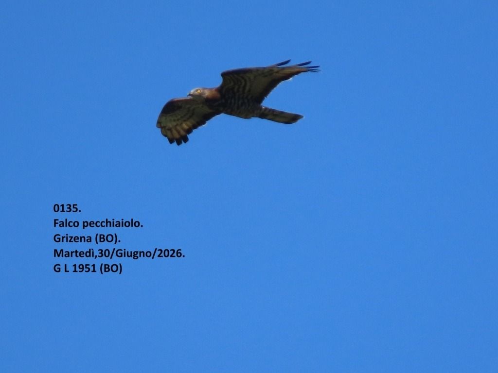 Falco pecchiaiolo  - Giorgio Leoni