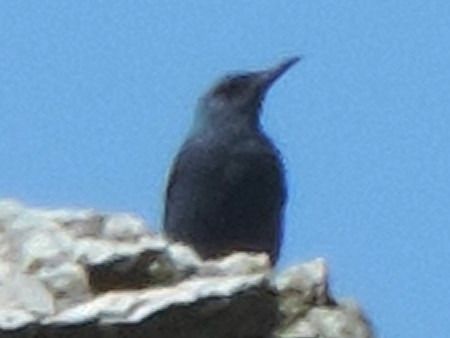 Passero solitario  - Claudio Bucciarelli