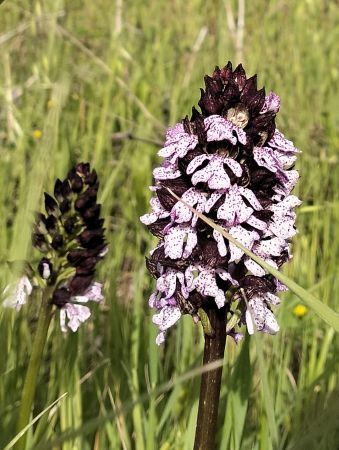Orchis purpurea  - Claudio Bucciarelli