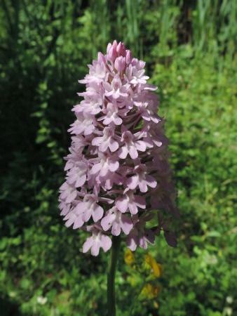 Anacamptis pyramidalis  - Claudio Bucciarelli