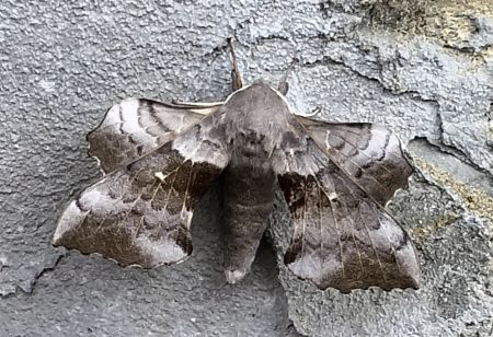 Laothoe populi  - Claudio Bucciarelli