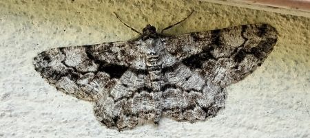 Peribatodes umbraria  - Claudio Bucciarelli