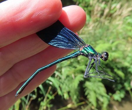 Calopteryx virgo  - Lucia Pompilio