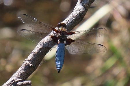 Libellula depressa  - Lucia Pompilio