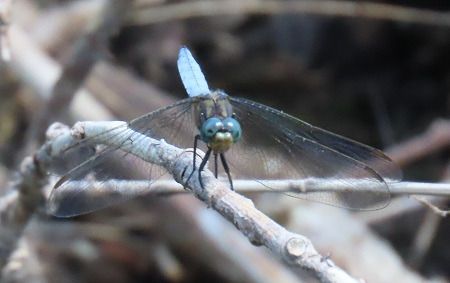 Orthetrum brunneum  - Lucia Pompilio