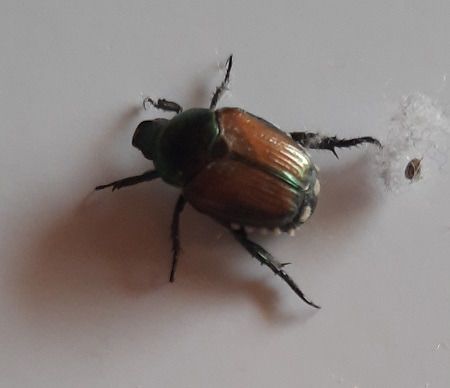 Popillia japonica  - Lucia Pompilio