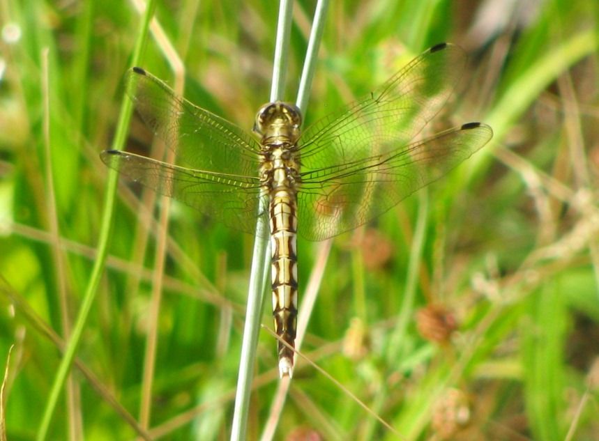 Orthetrum albistylum  - Fabio Simonazzi