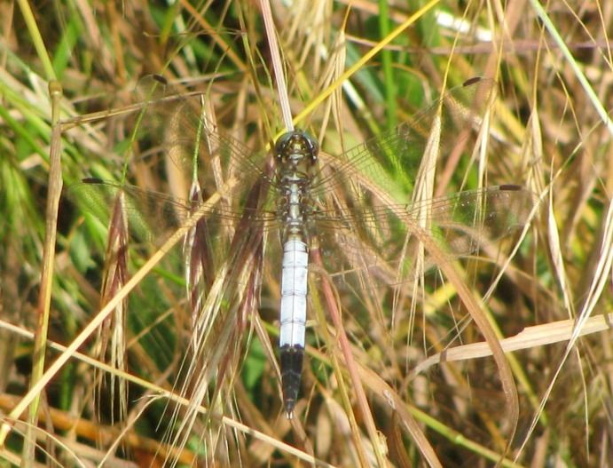 Orthetrum albistylum  - Fabio Simonazzi