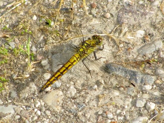 Orthetrum cancellatum  - Fabio Simonazzi