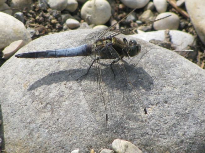 Orthetrum cancellatum  - Fabio Simonazzi