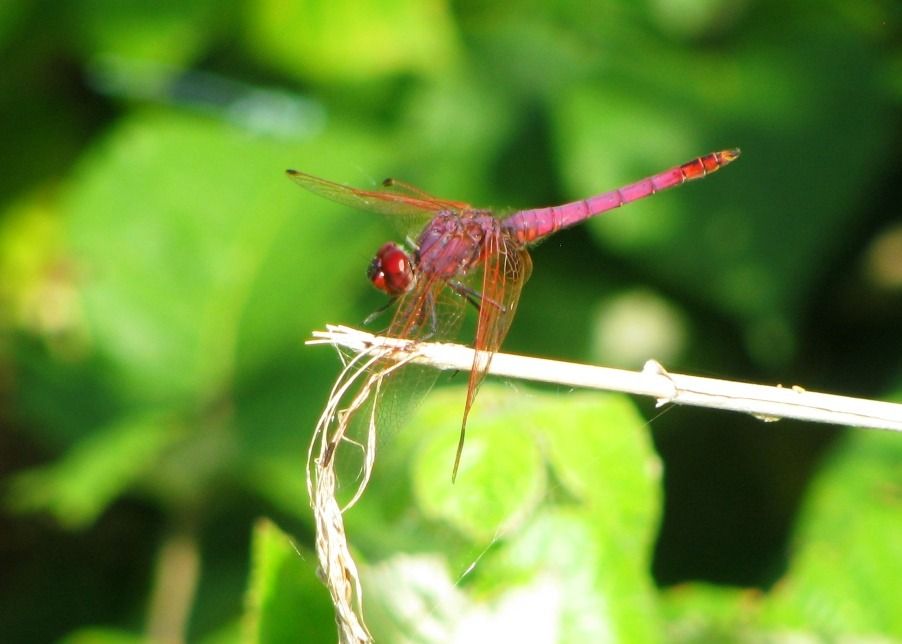 Trithemis annulata  - Fabio Simonazzi