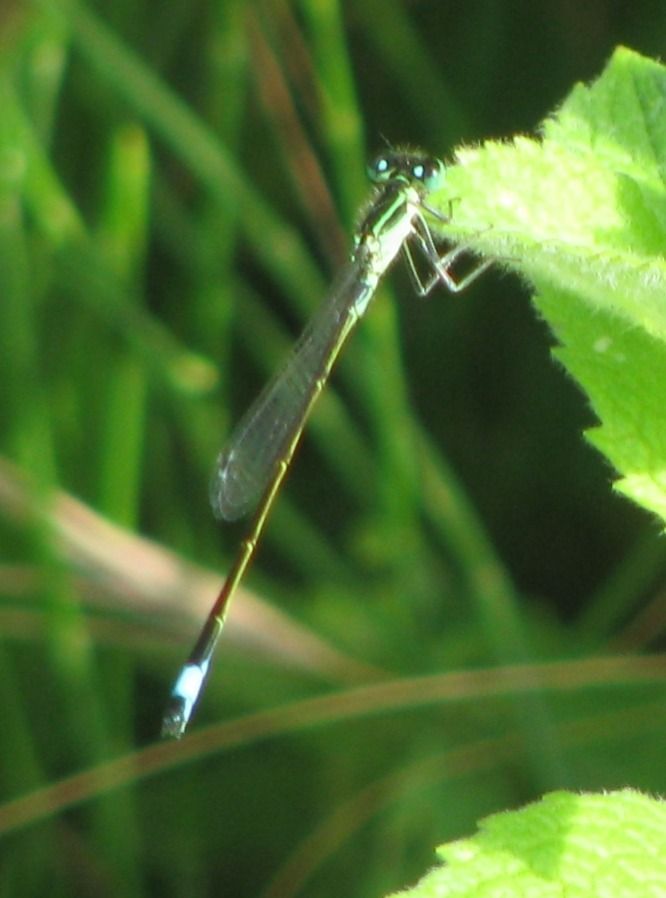 Ischnura elegans  - Fabio Simonazzi