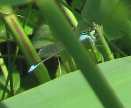 Ischnura elegans  - Fabio Simonazzi