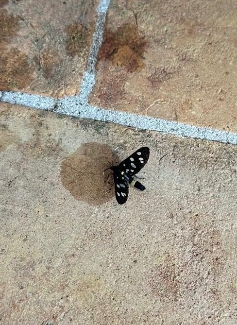 Heterocera sp.  - Walkerdine Susan
