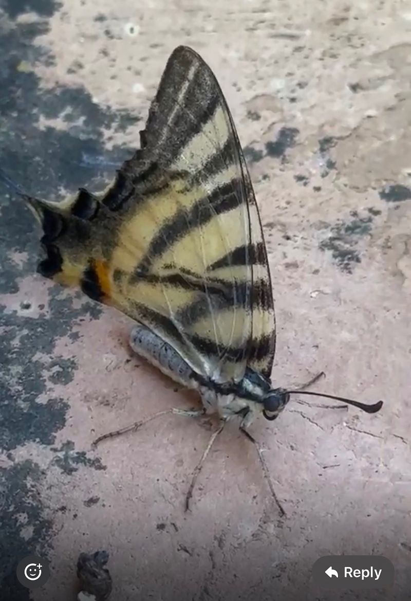 Iphiclides podalirius  - Walkerdine Susan