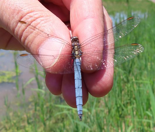 Orthetrum coerulescens  - Nicola Pilon