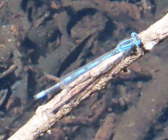 Erythromma lindenii  - Nicola Pilon