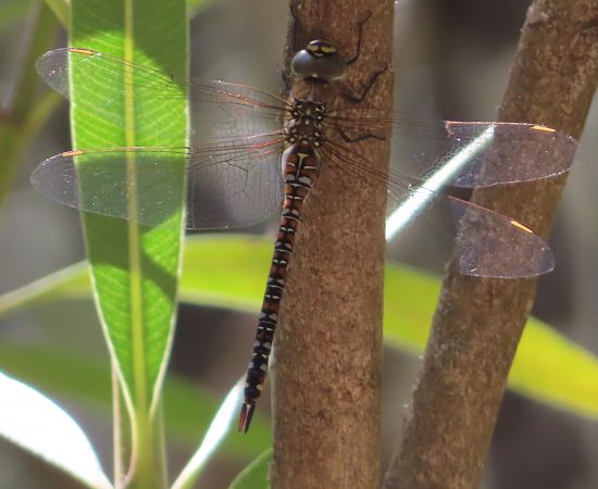 Aeshna mixta  - Nicola Pilon