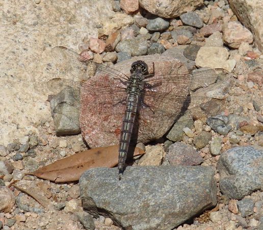 Orthetrum brunneum  - Nicola Pilon