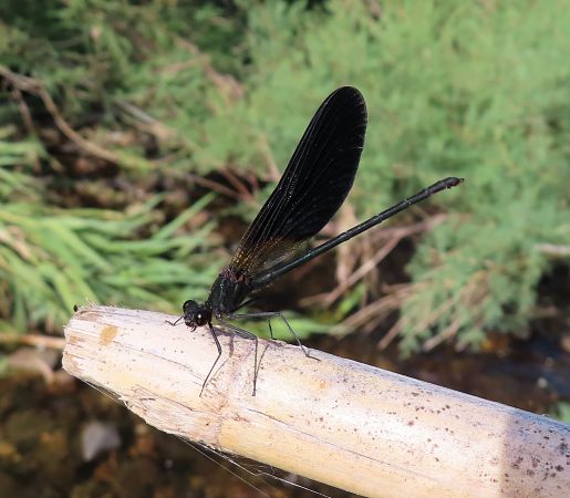 Calopteryx haemorrhoidalis  - Nicola Pilon