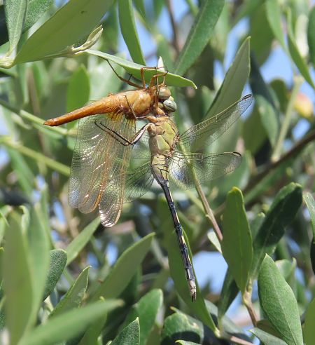 Orthetrum trinacria  - Nicola Pilon