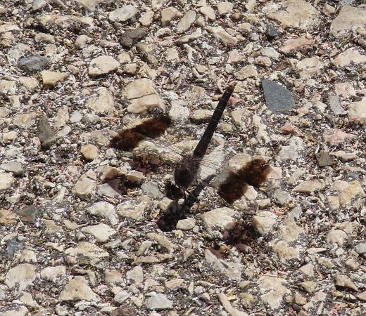 Brachythemis impartita  - Nicola Pilon
