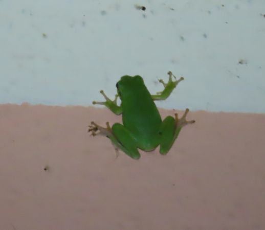 Raganella tirrenica  - Nicola Pilon