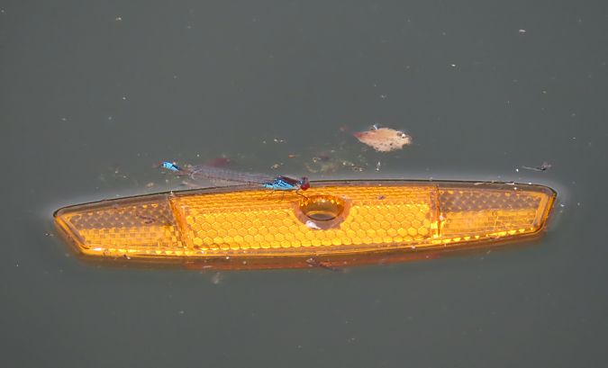 Erythromma viridulum  - Nicola Pilon