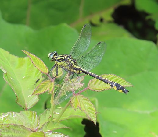 Gomphus vulgatissimus  - Nicola Pilon