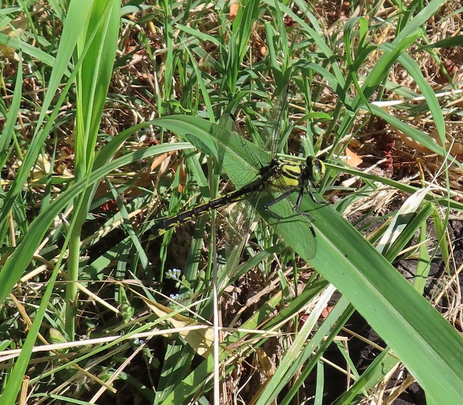 Gomphus vulgatissimus  - Nicola Pilon