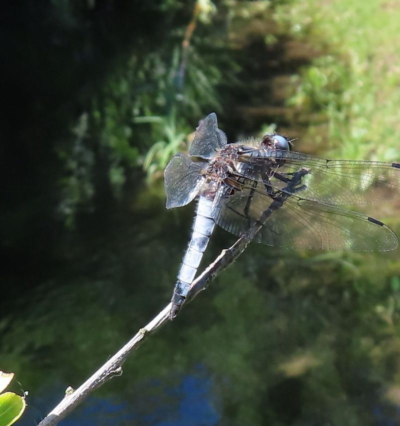 Libellula fulva  - Nicola Pilon