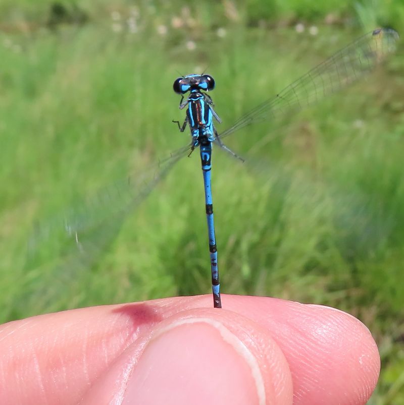 Coenagrion puella  - Nicola Pilon