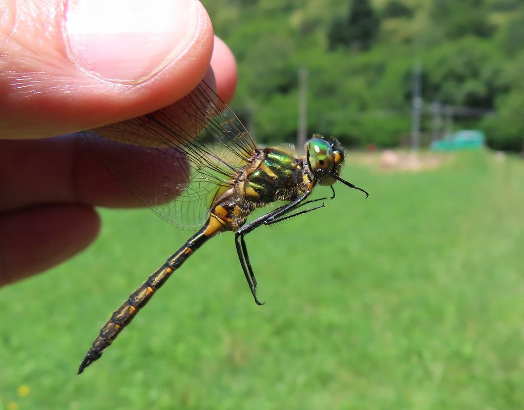 Somatochlora flavomaculata  - Nicola Pilon