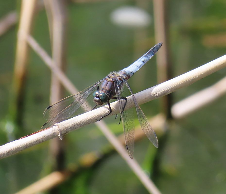 Orthetrum cancellatum  - Nicola Pilon
