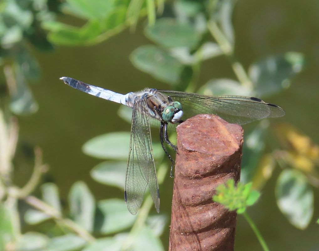 Orthetrum albistylum  - Nicola Pilon