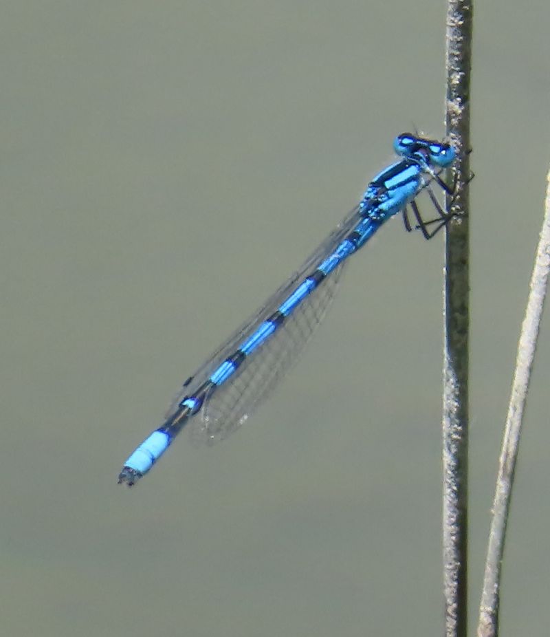 Enallagma cyathigerum  - Nicola Pilon