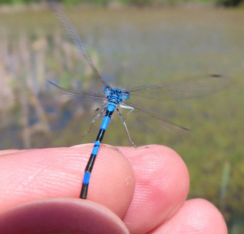 Coenagrion scitulum  - Nicola Pilon