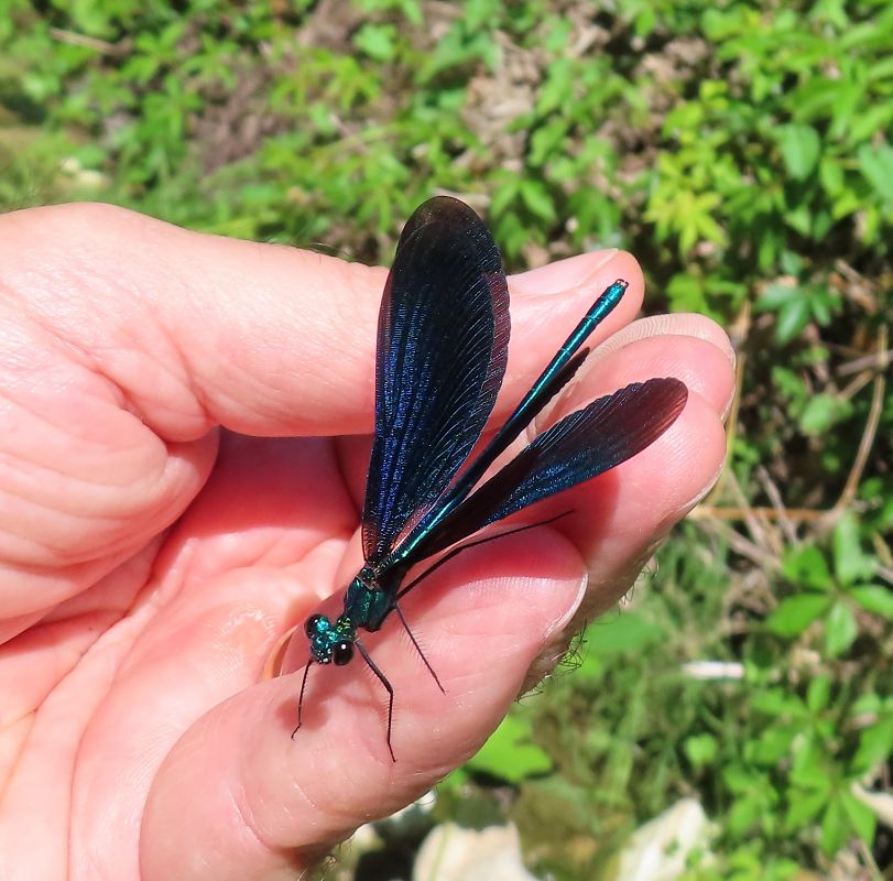 Calopteryx virgo  - Nicola Pilon