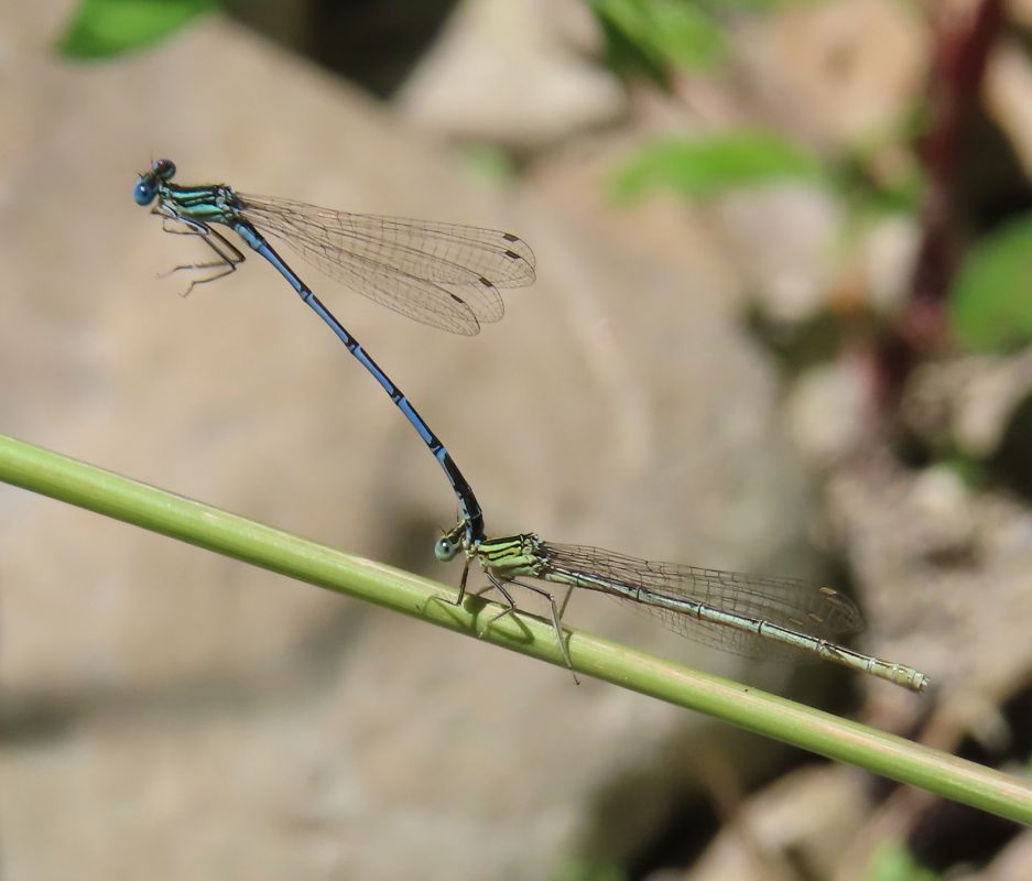 Platycnemis pennipes  - Nicola Pilon
