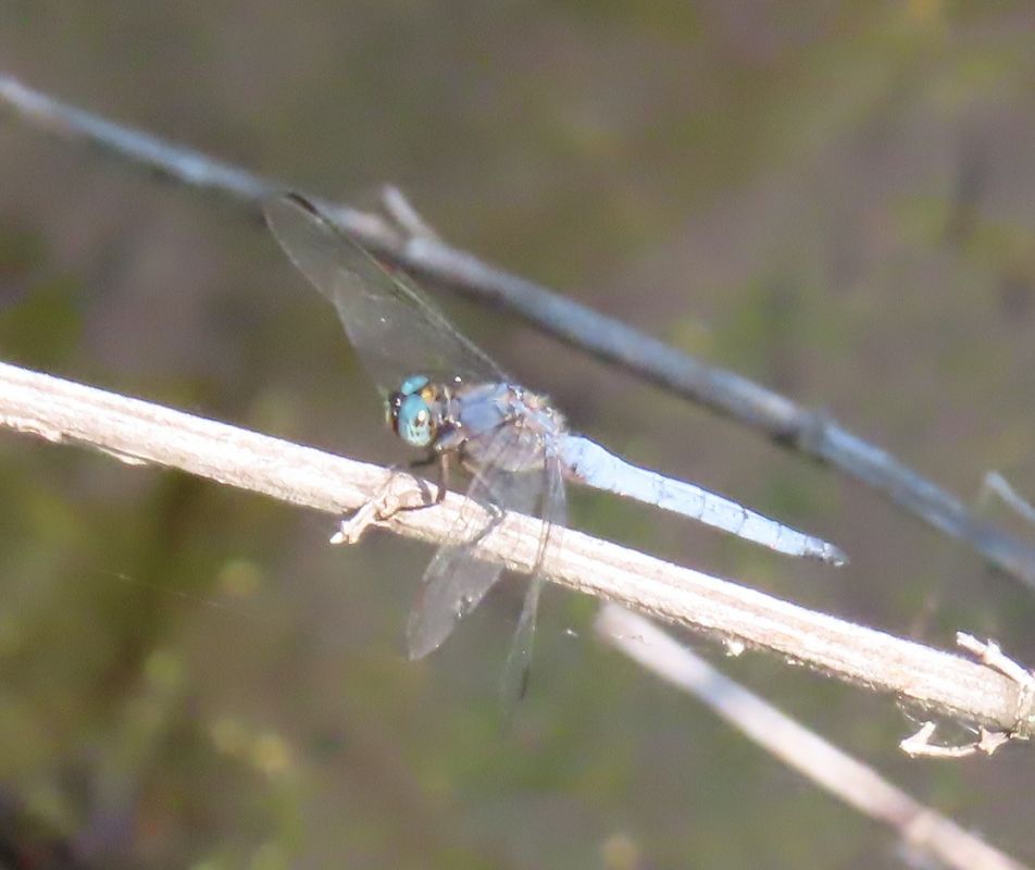 Orthetrum coerulescens  - Nicola Pilon
