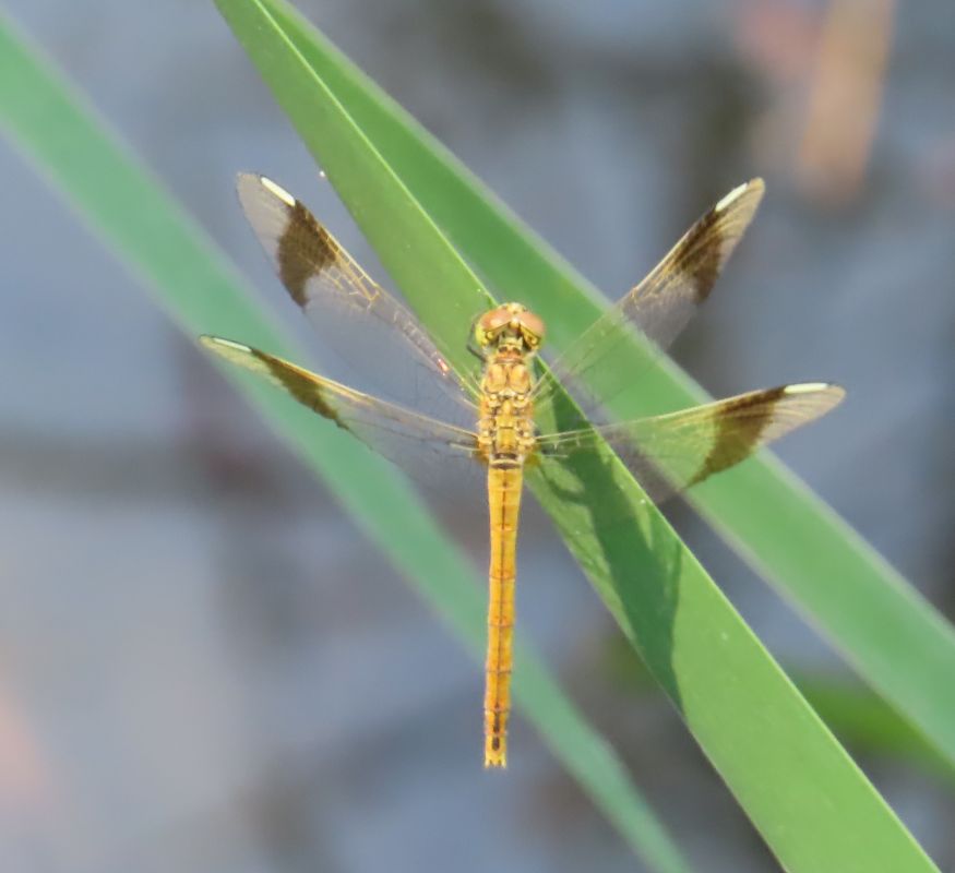Sympetrum pedemontanum  - Nicola Pilon