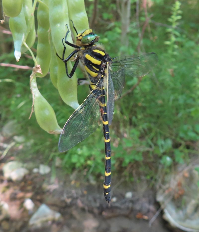 Cordulegaster boltonii  - Nicola Pilon