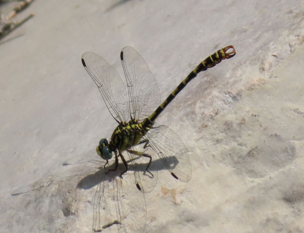 Onychogomphus forcipatus  - Nicola Pilon