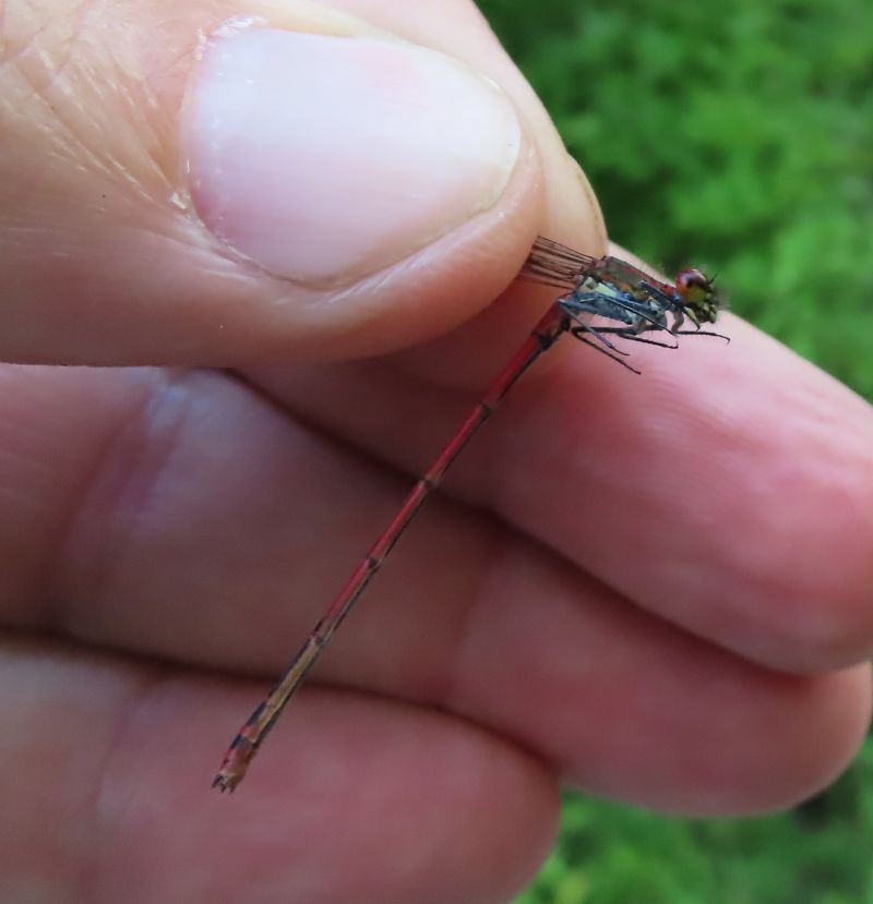 Pyrrhosoma nymphula  - Nicola Pilon