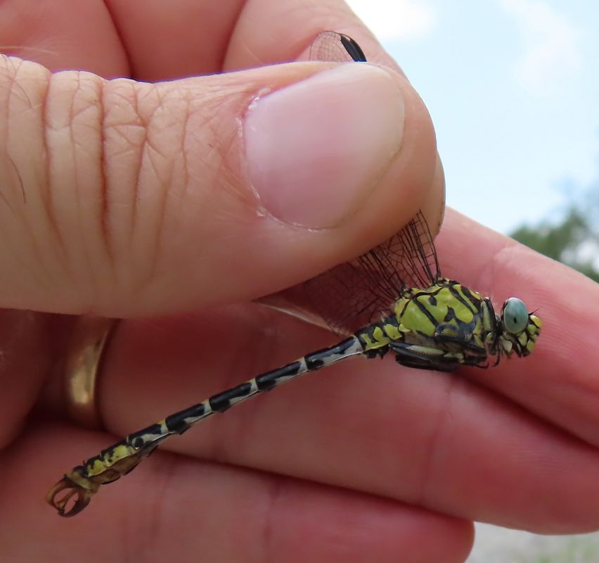 Onychogomphus forcipatus  - Nicola Pilon