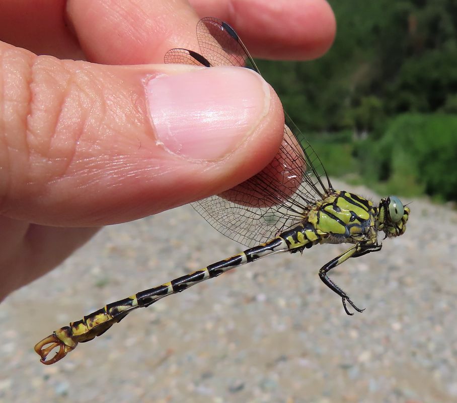 Onychogomphus forcipatus  - Nicola Pilon